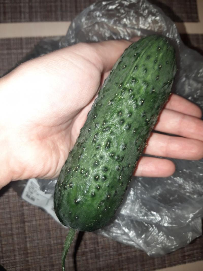 Огурец короткоплодный Лента